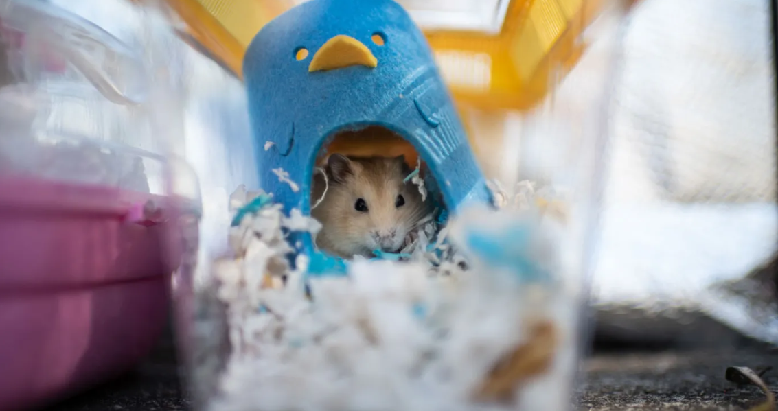 Should we have pets at university?